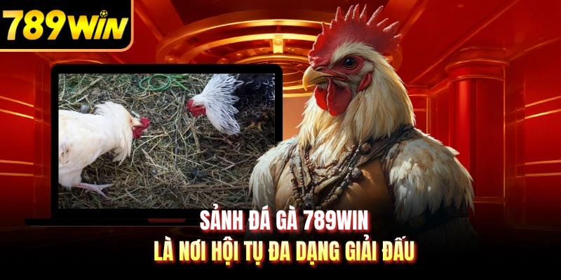 Sảnh đá gà 789WIN là nơi hội tụ đa dạng giải đấu