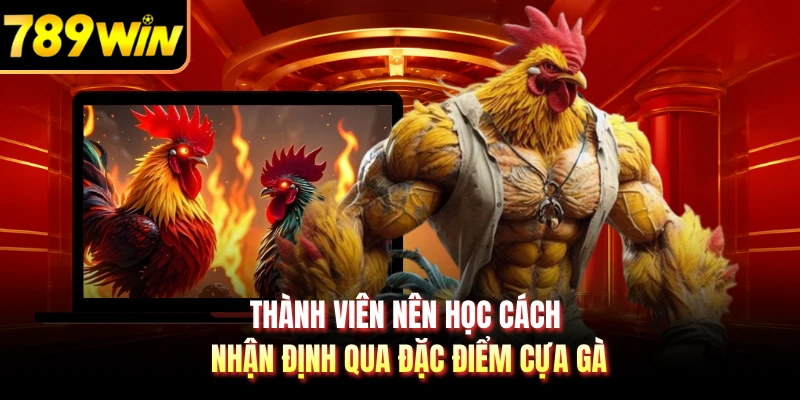 Thành viên nên học cách nhận định qua đặc điểm cựa gà